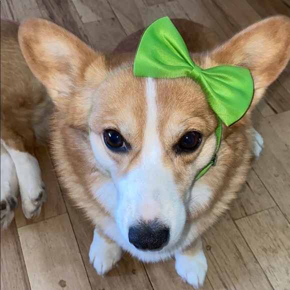 Dog Bow Tie - Picture 2 of 5